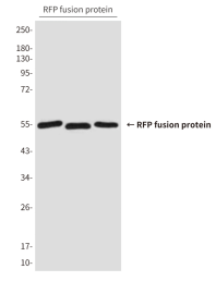 小鼠抗RFP-tag单克隆抗体 小鼠单克隆抗体|RFP-tag,Mouse mAb