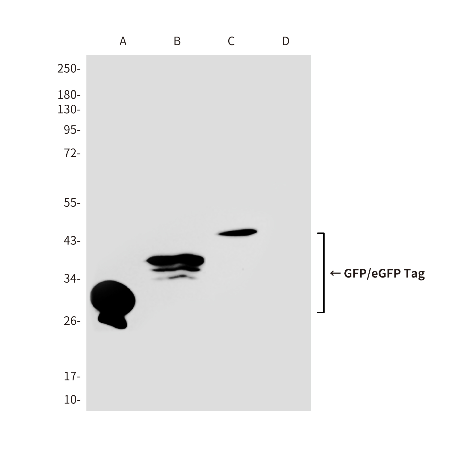 兔抗GFP-tag多克隆抗体 兔多克隆抗体|GFP-tag,Rabbit pAb