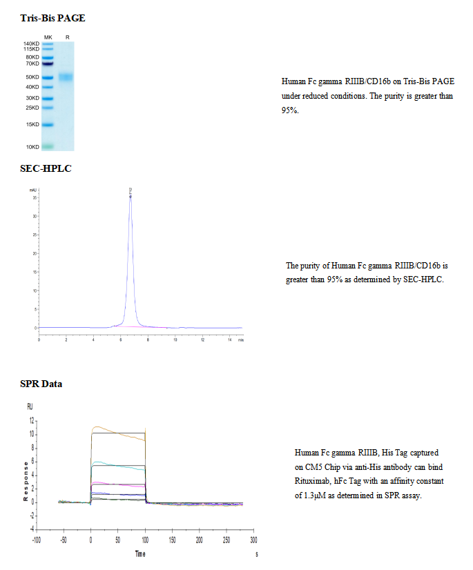 重组人FcγRIIIB/CD16b(NA2)(His-Avi标签)|Recombinant Human Fc gamma RIIIB/CD16b
