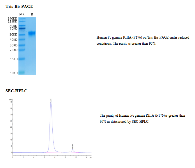 重组人FcγRIIIA/CD16a(F176)(His-Avi标签)|Recombinant Human Fc gamma RIIIA/CD16a