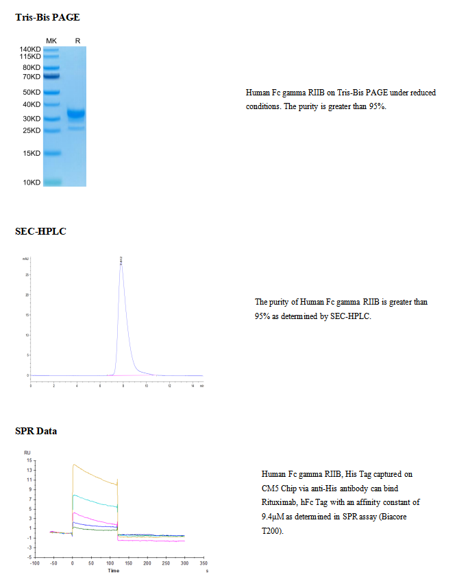 重组人FcγRIIB/CD32b(His-Avi标签)|Recombinant Human Fc gamma RIIB/CD32b