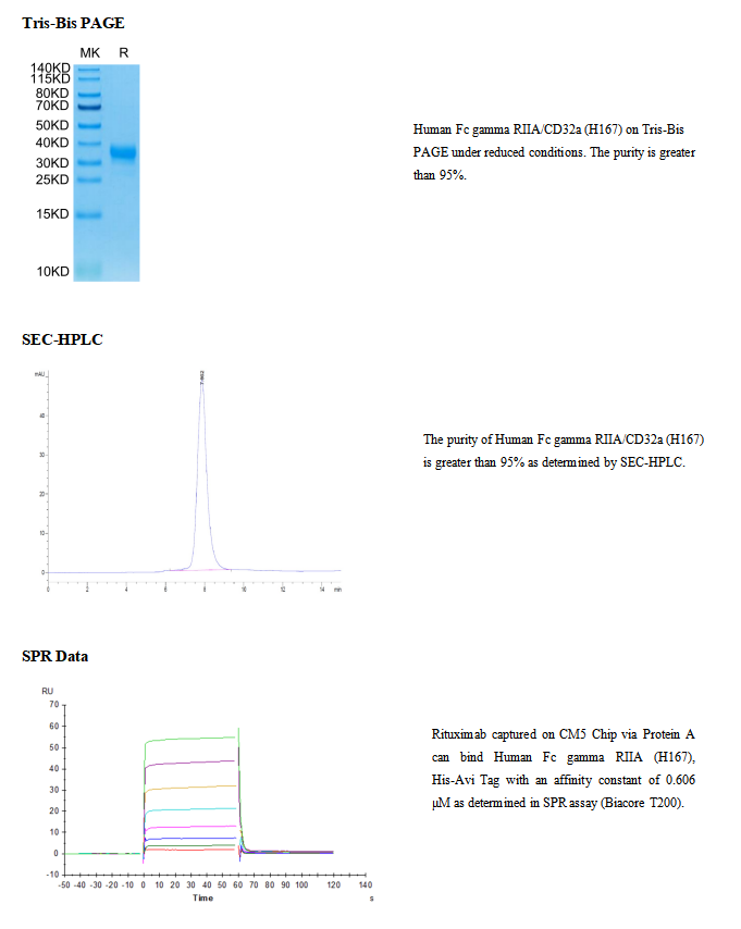 重组人FcγRIIA/CD32a(H167)(His-Avi标签)|Recombinant Human Fc gamma RIIA/CD32a