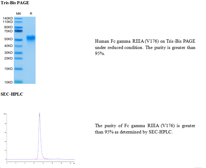重组人Fc γ RIIIA/CD16a(V176)(His-Avi标签)免疫蛋白