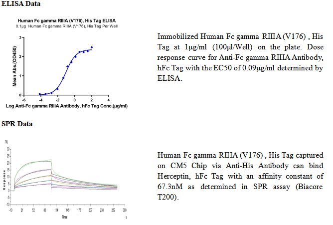 重组人Fc γ RIIIA/CD16a(V176)(His-Avi标签)免疫蛋白