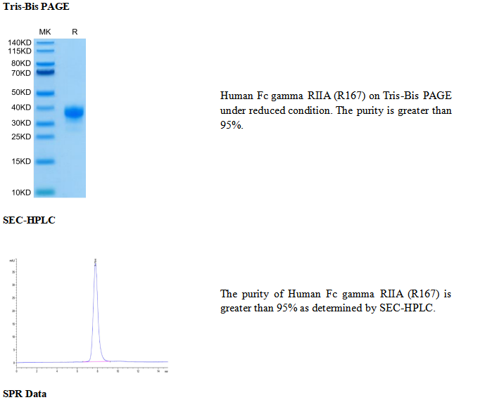 重组人Fc γ RIIA/CD32a(R167)(His-Avi标签)免疫蛋白
