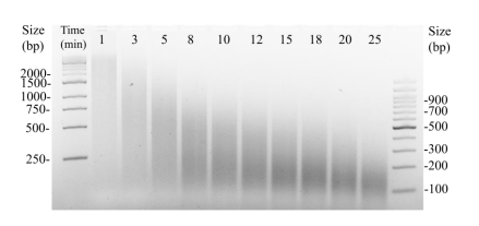 快速片段化/末端修复/A尾添加模块|Fast-Pace DNA Fragmentation Reagent