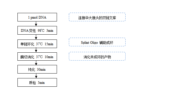 DNA双端Barcode环化试剂盒|Dual Barcode Fast-Pace™ DNA Cyclization Kit