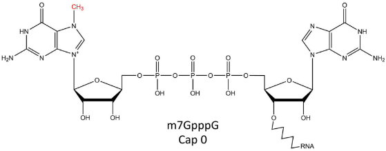 Vaccinia Capping System