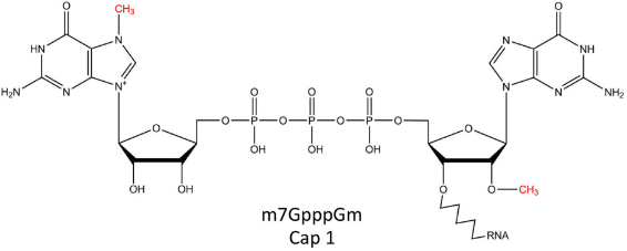 Vaccinia Capping System