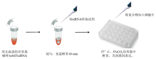 siRNA/miRNA体外转染试剂|Hieff Trans&lt;sup&gt;®&lt;/sup&gt; in vitro siRNA/miRNA Transfection Reagent