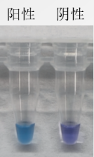 MycAway™ Plus-Color一步法快速支原体检测试剂盒|MycAway™ Plus-Color One-Step Mycoplasma Detection Kit