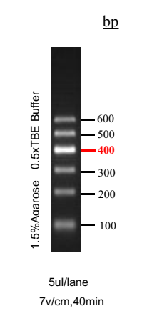 GoldBand DL600 DNA Marker 琼脂糖凝胶电泳DNA条带