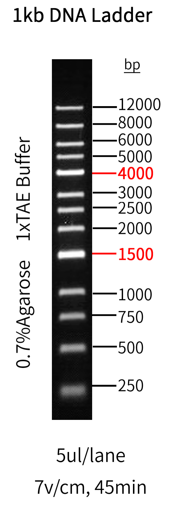 琼脂糖凝胶电泳DNA条带|GoldBand 1 kb DNA ladder