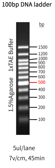 100bp DNA条带 GoldBand DNA ladder|GoldBand 100 bp DNA ladder