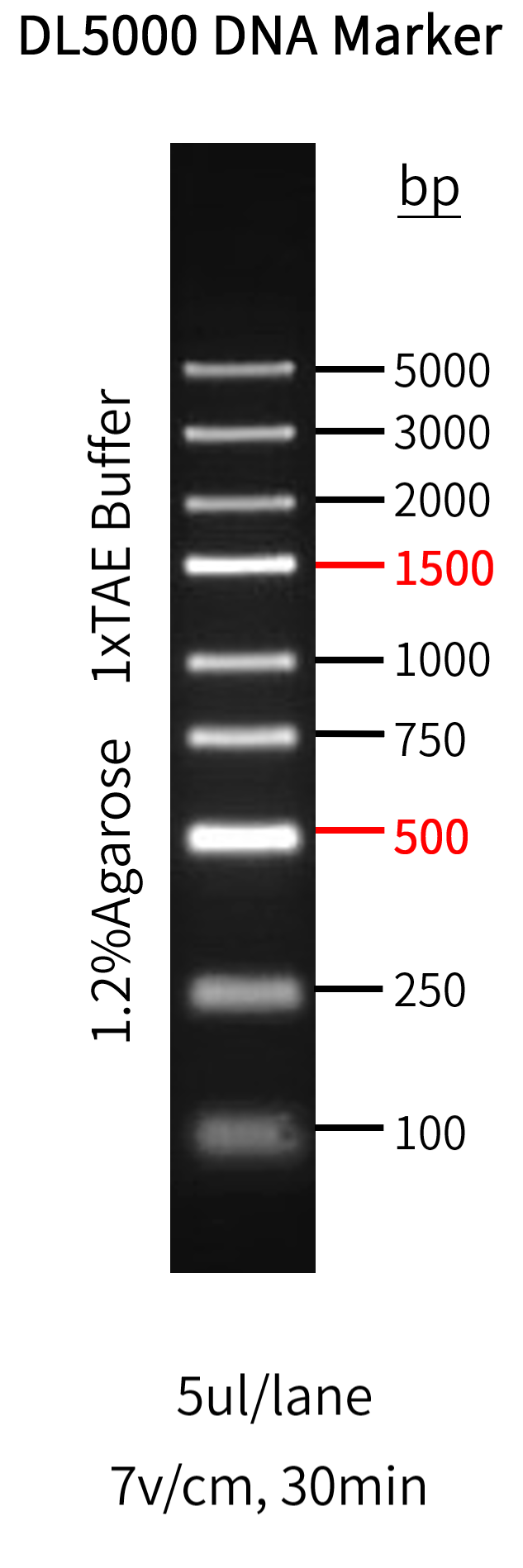 GoldBand DL5000 DNA Marker 琼脂糖凝胶电泳DNA条带